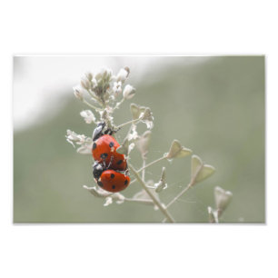 Nahe Anhäufung von Ladybugs auf der Pflanze Fotodruck