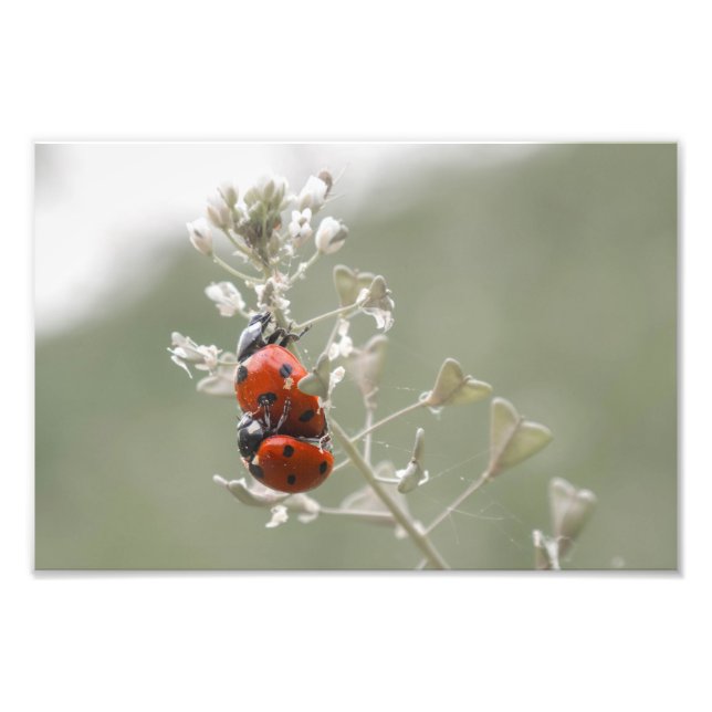 Nahe Anhäufung von Ladybugs auf der Pflanze Fotodruck (Vorne)