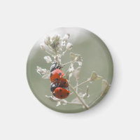 Nahe Anhäufung von Ladybugs auf der Pflanze