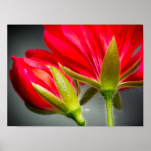 Nahe Anreicherung von Geranrückständen aus Blume Poster