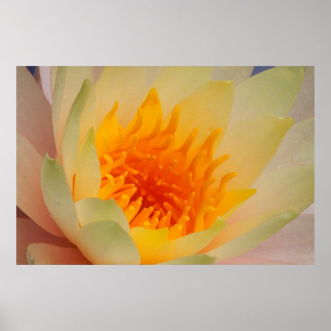 Nahe Ansammlung einer Wasserlilie Poster (Vorne)