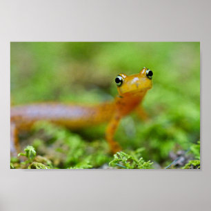Nahe Ansicht des longtail Salamandergesichtes Poster