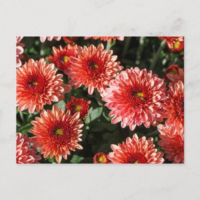 Nahe Anwendung auf Chrysanthemum-Pflanze Postkarte (Vorderseite)