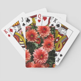 Nahe Anwendung auf Chrysanthemum-Pflanze Spielkarten