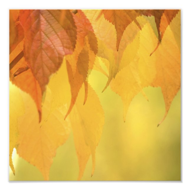 Nahe Anzahl von Herbstlauben an einer Zweigstelle Fotodruck (Vorne)