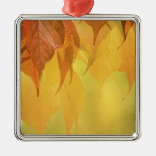 Nahe Anzahl von Herbstlauben an einer Zweigstelle Silbernes Ornament