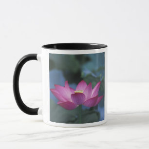 Nahe Aufbereitung von Rot-Lotus-Blume und grünen B Tasse