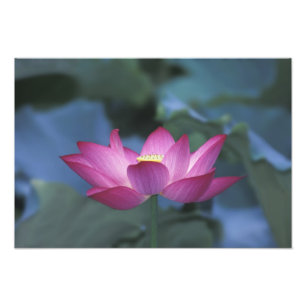 Nahe Aufbereitung von Rot-Lotus-Blume und grünen  Fotodruck
