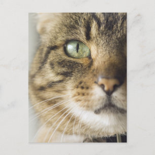 Nahe Aufnahme der Katze (Augenkonzentration) Postkarte