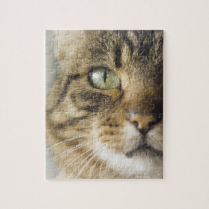 Nahe Aufnahme der Katze (Augenkonzentration) Puzzle