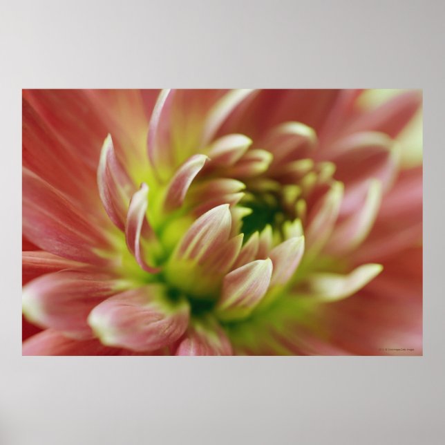 Nahe Aufnahme einer Blume 2 Poster (Vorne)
