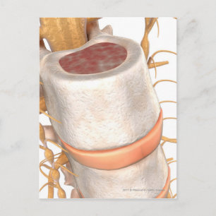 Nahe Aufnahme einer wirbellosen Scheibe in der Wir Postkarte