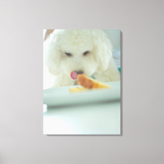 Nahe Aufnahme eines Miniaturpoodles, der Nahrung i Leinwanddruck