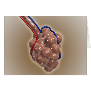 Nahe Aufnahme von Alveolus