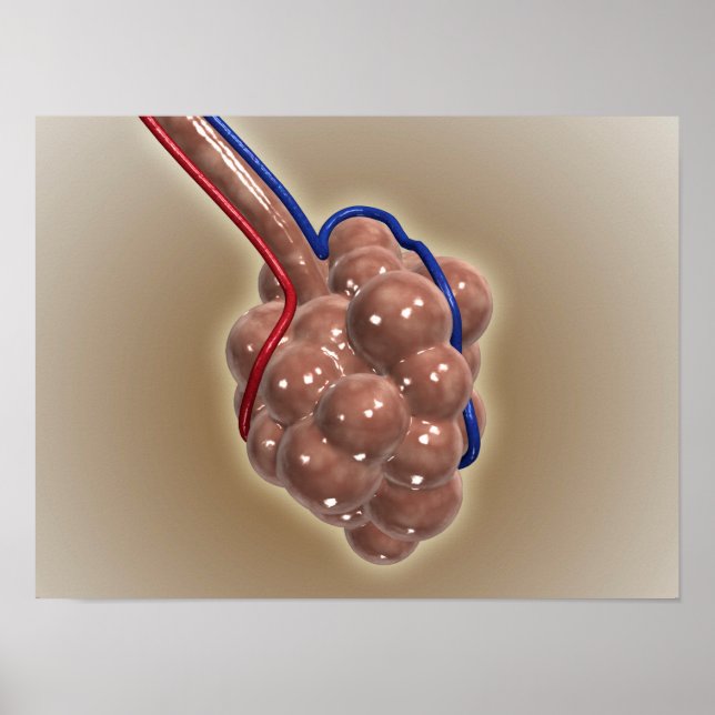 Nahe Aufnahme von Alveolus Poster (Vorne)