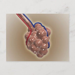 Nahe Aufnahme von Alveolus Postkarte