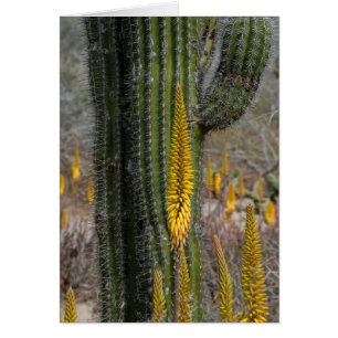 Nahe Aufnahme von Kakteen und Agave