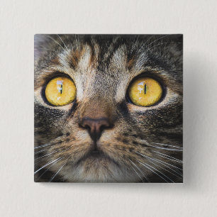 Nahe Aufnahme von Katze mit GelbAugen Button