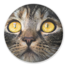 Nahe Aufnahme von Katze mit GelbAugen Keramikknauf