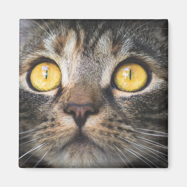 Nahe Aufnahme von Katze mit GelbAugen Magnet (Vorne)