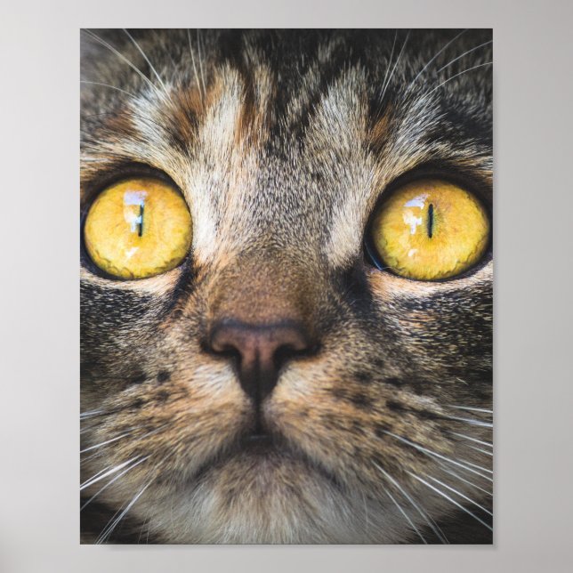 Nahe Aufnahme von Katze mit GelbAugen Poster (Vorne)