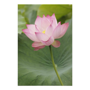 Nahe Aufnahme von Lotus Blume, Nelumbo nucifera), Fotodruck