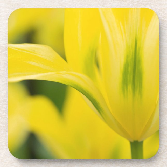 Nahe Aufnahme von Tulpe 2 Untersetzer (Vorderseite)