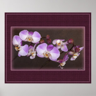 Nahe Aufnahmen von Violett und Weißem Orchid Poster