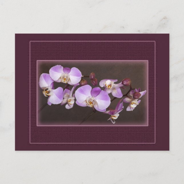 Nahe Aufnahmen von Violett und Weißem Orchid Postkarte (Vorderseite)