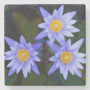 Nahe Aussicht auf die schöne Lila Lotus-Blume Steinuntersetzer