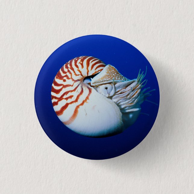 Nahe Bildung von Chambered Nautilus Button (Vorderseite)