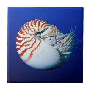 Nahe Bildung von Chambered Nautilus Fliese