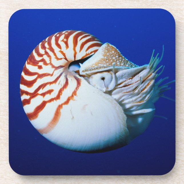 Nahe Bildung von Chambered Nautilus Getränkeuntersetzer (Vorderseite)