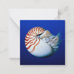 Nahe Bildung von Chambered Nautilus Mitteilungskarte