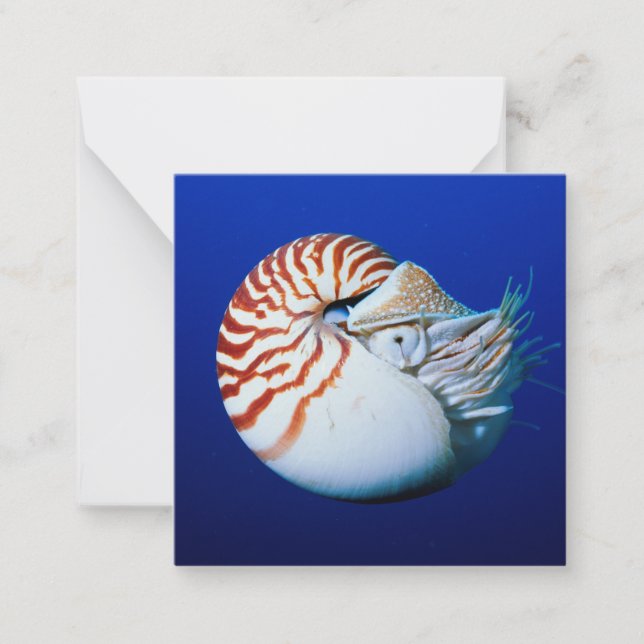 Nahe Bildung von Chambered Nautilus Mitteilungskarte (Vorderseite)