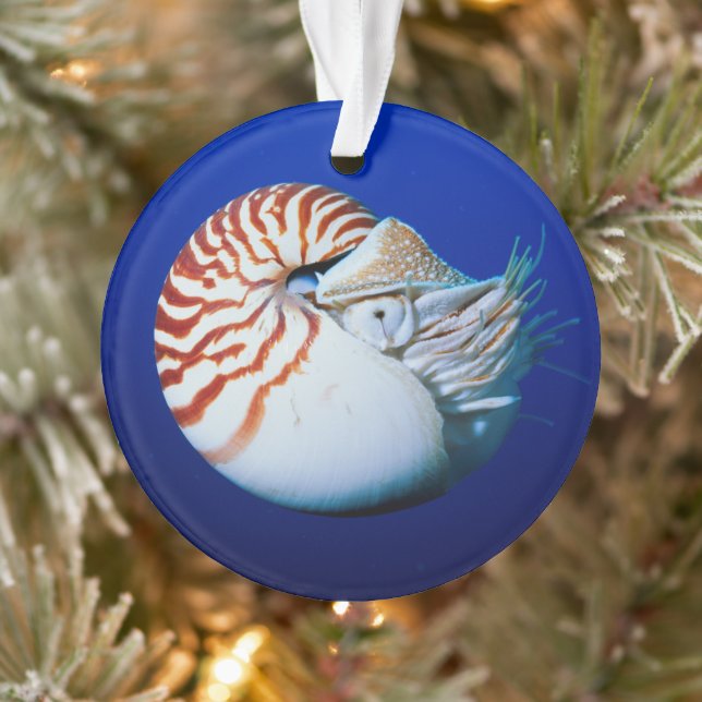 Nahe Bildung von Chambered Nautilus Ornament (Baum)