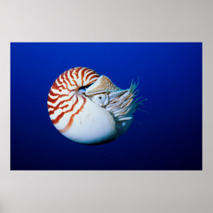 Nahe Bildung von Chambered Nautilus Poster