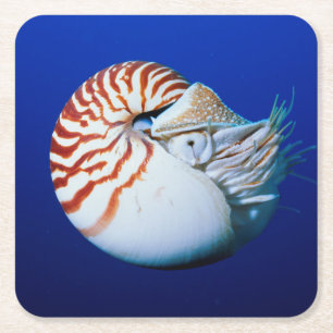 Nahe Bildung von Chambered Nautilus Rechteckiger Pappuntersetzer