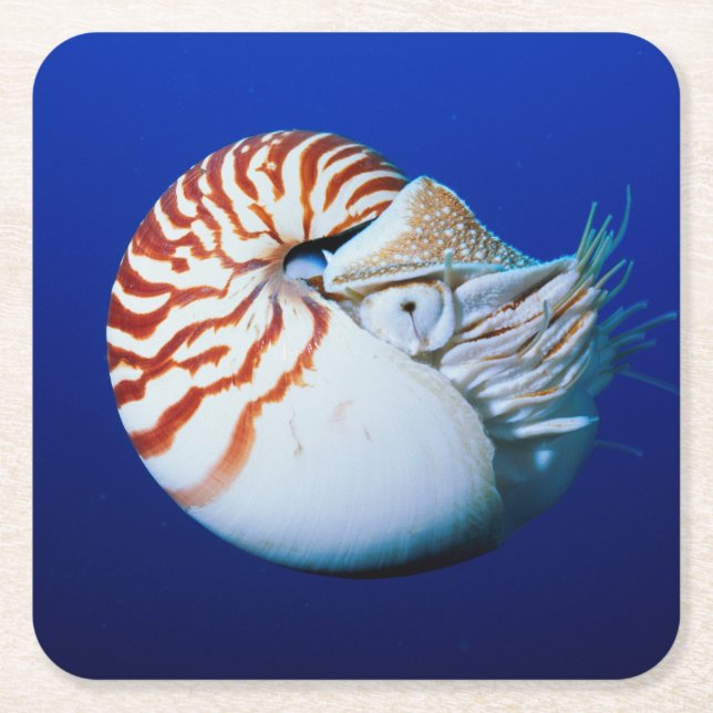 Nahe Bildung von Chambered Nautilus Rechteckiger Pappuntersetzer (Vorderseite)