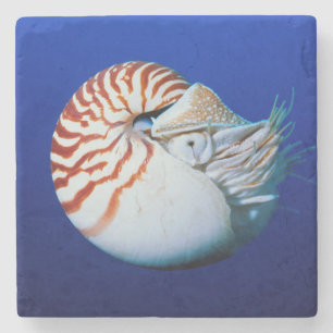 Nahe Bildung von Chambered Nautilus Steinuntersetzer