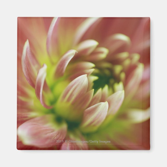 Nahe Blume Magnet (Vorne)
