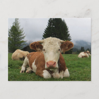 Nahe, braune und weiße Kuh Postkarte
