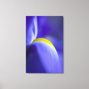 Nahe Details einer Blauen Flagge Iris. Leinwanddruck
