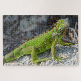 Nahe Einführung von Leguana in Key West Florida Puzzle