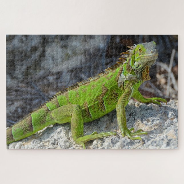 Nahe Einführung von Leguana in Key West Florida Puzzle (Horizontal)