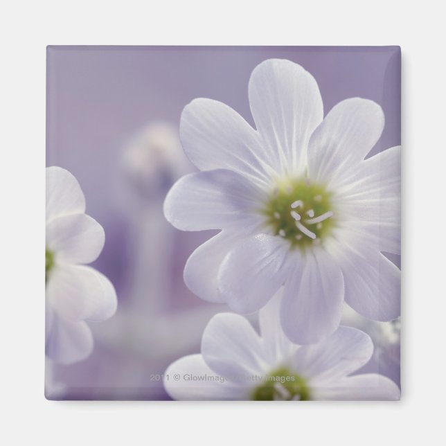Nahe Erfassung der Blume 2 Magnet (Vorne)