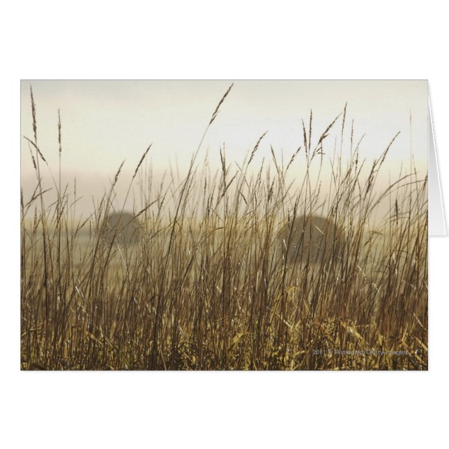 Nahe Fotografie (Vorderseite (Horizontal))