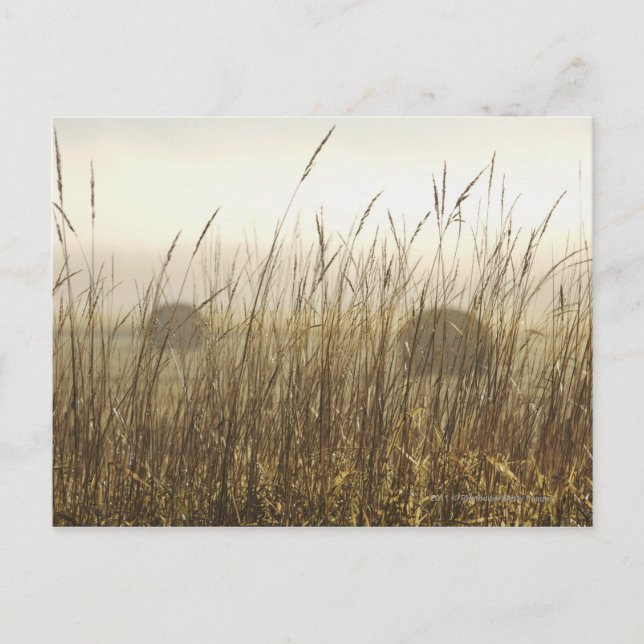 Nahe Fotografie Postkarte (Vorderseite)