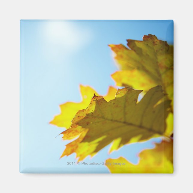 Nahe Gelbe Herbstlaube Magnet (Vorne)