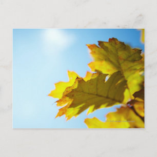 Nahe Gelbe Herbstlaube Postkarte